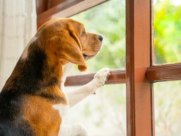 Innen tudják a kutyák, hogy a gazdi mikor ér haza