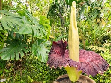 Zürich, Svájc, 2023. május 24. Titan arum vagy Amorphophallus Titanum a Botanikus Kertben