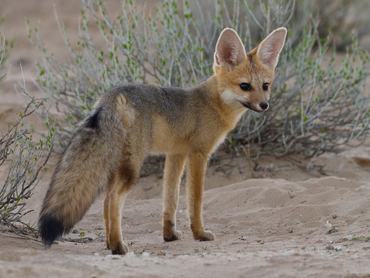 Kgalagadi Transfrontier Park, Africa