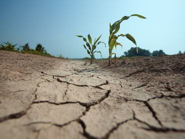 few small corn plants on the drained land. visible damage on the leaves due high temperaturesee other similar images: