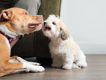 Két kutya, egy kisebb és egy nagyobb egy nappaliban veszekednek