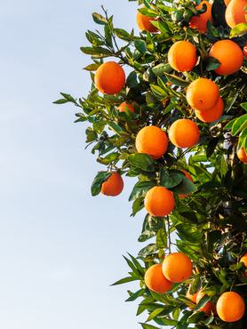Orange tree with many leaves and ripe oranges ready to pick,close-up.
