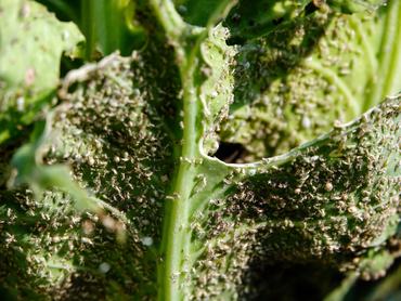 Dense pests are eating cabbage during an International Day for Biological Diversity in Yichang, China, on May 22, 2024. (Photo by Costfoto/NurPhoto via Getty Images)