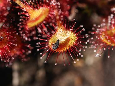A kereklevelű harmatfű elejt egy rovart