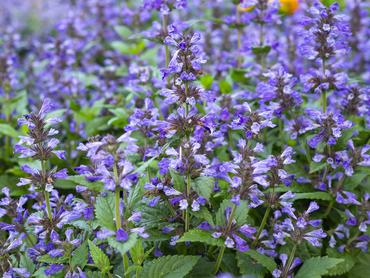 Macskamenta, kékes-lila virággal