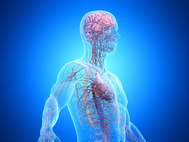 A férfi felsőtest ideg- és érrendszerének ábrázolása