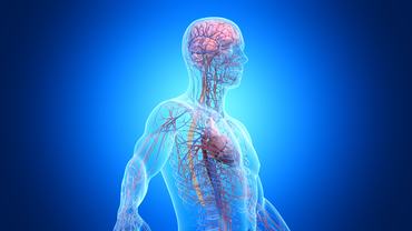 A férfi felsőtest ideg- és érrendszerének ábrázolása