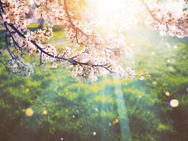 virágzó kajszibarackfa a napsütésben tavasszal