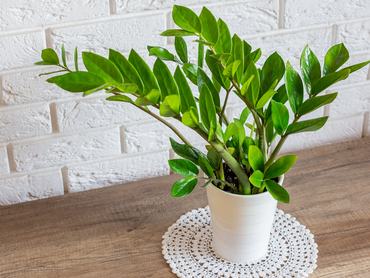 Zamioculcas zamiifolia, agglegénypálma asztalon