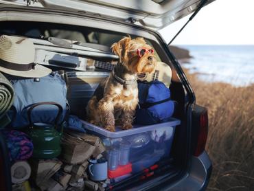 egy yorkshire terrier ül az autó csomagtartójában a strandfelszerelések tetején