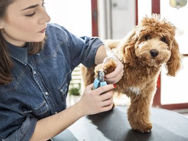 Egy kutyakozmetikus nő egy uszkár kutyát fésül