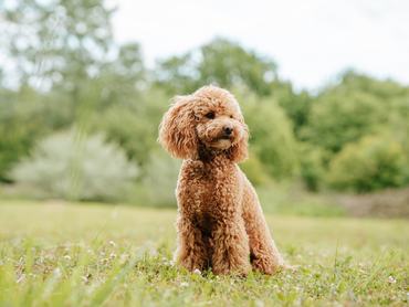 Egy barna uszkár egy parkban, a zöld fűben ülve nézelődik