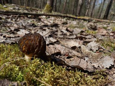 kucsmagomba nő a tavaszi erdőben