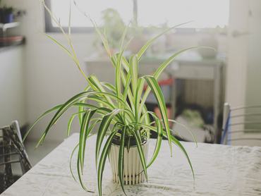 Chlorophytum comosum, zöldike fehér kapsóban, konyhában