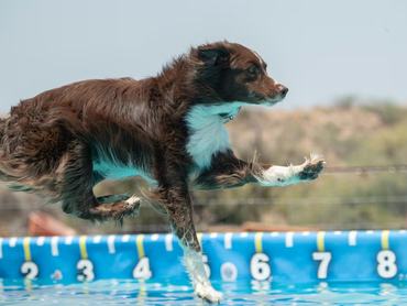 Agility a vízben? Hódít az új kutyás őrület