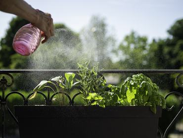 A növény permetező flakonba önthetjük a borsmentás oldatot is