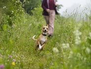 Egy kutya boldogan szaladgál a magas fűben egy közparkban, miközben reggeli sétára indult gazdájával