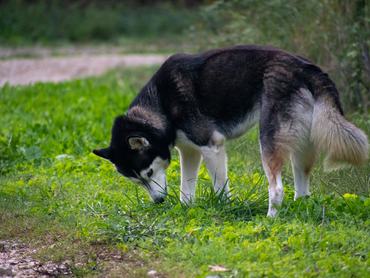 Egy Husky kutya a füvet szaglássza