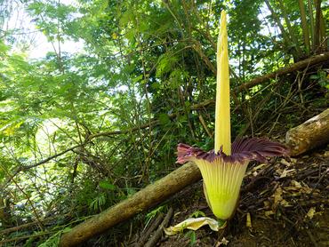 A világ legnagyobb virága a híres titán-amorphophallus titanum, amely Szumátra szigetén, Bengkuluban, Indonéziában őshonos.