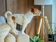 Egy jack russel terrier, fehér-barna bundájú kutya, kanapén állva ugat egy nappaliban