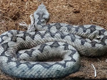 Homoki vipera