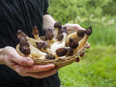 kucsmagombát fog a kezében egy nő