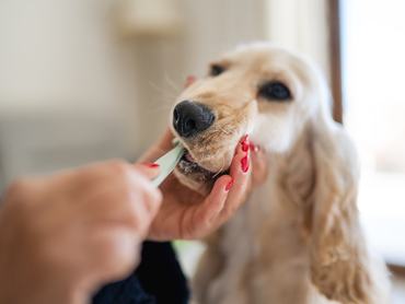 Egy nő egy barna kutya fogait mossa