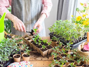 In a sunny indoor space, a man carefully transplants young pepper seedlings into eco-friendly pots, demonstrating gardening skills and nurturing plant growth