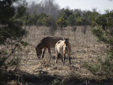 CHERNOBYL, UKRAINE - MARCH 16: A general view shows the current state of the 30-kilometer Chernobyl Exclusion Zone. Established in the aftermath of the 1986 nuclear disaster at the Chernobyl Nuclear Power Plant, the 2,600-square-kilometer restricted area remains under strict state control. Forty years after the accident, the zone encompasses abandoned urban and rural settlements, the New Safe Confinement (NSC) structure, and the Chernobyl Biosphere Reserve. Since 2022, the territory has been designated as a high-security area due to its proximity to the border and the ongoing Russian-Ukrainian war on March 16, 2026 in Chernobyl, Ukraine. (Photo by Danylo Dubchak/Frontliner/Getty Images)