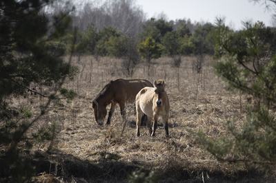 CHERNOBYL, UKRAINE - MARCH 16: A general view shows the current state of the 30-kilometer Chernobyl Exclusion Zone. Established in the aftermath of the 1986 nuclear disaster at the Chernobyl Nuclear Power Plant, the 2,600-square-kilometer restricted area remains under strict state control. Forty years after the accident, the zone encompasses abandoned urban and rural settlements, the New Safe Confinement (NSC) structure, and the Chernobyl Biosphere Reserve. Since 2022, the territory has been designated as a high-security area due to its proximity to the border and the ongoing Russian-Ukrainian war on March 16, 2026 in Chernobyl, Ukraine. (Photo by Danylo Dubchak/Frontliner/Getty Images)