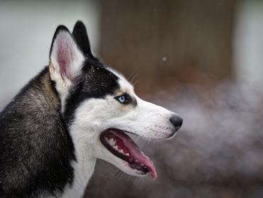 Egy Husky kutya liheg