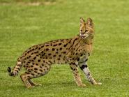 African serval (Leptailurus serval) standing on green grass, displaying its distinctive golden coat with black spots, large ears and long legs adapted for hunting in savanna environments. The animal appears with its tongue out in a natural gesture, and the soft background enhances its elegant silhouette. Suitable for themes such as African wildlife, predators, nature, animal behavior and conservation.