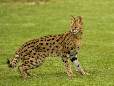 African serval (Leptailurus serval) standing on green grass, displaying its distinctive golden coat with black spots, large ears and long legs adapted for hunting in savanna environments. The animal appears with its tongue out in a natural gesture, and the soft background enhances its elegant silhouette. Suitable for themes such as African wildlife, predators, nature, animal behavior and conservation.