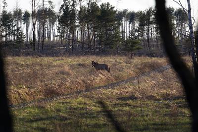 A horse grazes in a field in the Kyiv region, Ukraine, on April 14, 2026. April 26, 2026, marks the 40th anniversary of the explosion of the fourth reactor at the Chornobyl Nuclear Power Plant, which occurred on April 26, 1986. The accident remains one of the most significant incidents in the history of nuclear energy. (Photo by Kyrylo Chubotin/Ukrinform/NurPhoto via Getty Images)