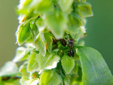 Red imported fire ant and aphid are seen on a chenopod leaf in a garden in Sangju, South Korea, on May 25, 2025. (Photo by Seung-il Ryu/NurPhoto via Getty Images)
