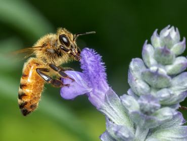 A nyugati mézelő méh (Apis mellifera) nektárt gyűjt a virágokról egy orlandói kertben, Floridában, 2026. június 4-én.