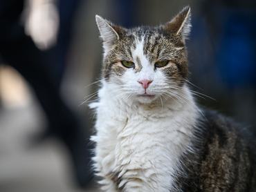 LONDON, ENGLAND - JUNE 22: Larry the cat at Number 10 Downing Street on June 22, 2026 in London, England. He said he would remain in office until the Labour Party conducted a new leadership election before the summer Parliamentary recess. The prime minister had faced calls to announce a timeline for his departure from office ahead of an expected leadership challenge by Andy Burnham, who is re-entering parliament after his victory in the Makerfield by-election. (Photo by Ben Montgomery/Getty Images)