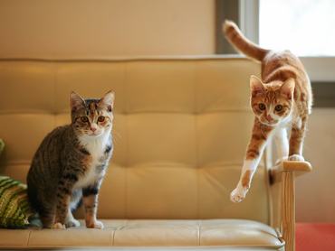 Egy idősebb macska a fiatalabb társától tanult meg dagasztani – elragadó videón a páros