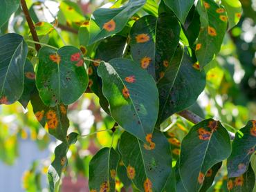 tree branch with green leaves of affected closeup