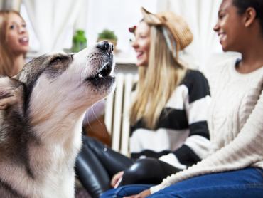 Husky kutya ugat egy nappaliban, a háttérben 3 nő nevet