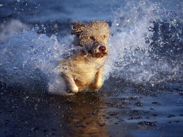 Egy barna portugál vízikutya a kék vízben szalad