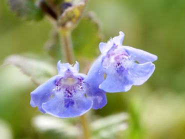 kerek repkény virága