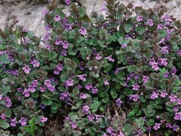 kerek repkény sűrűn nőve a talajon