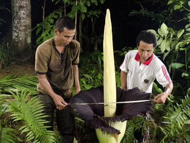 Az Amorphophallus titanum, a titánbuzogány a világ legnagyobb elágazás nélküli virágzatú növénye, jellegzetes szaga miatt halálszagúnak is nevezik.