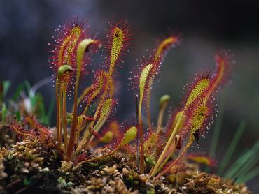 A kereklevelű harmatfű egy húsevő növény