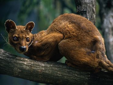 Fossza - An alert fossa (Cryptoprocta ferox), Madagascar's largest mammalian carnivore, sits perched in a tree.