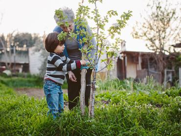fa kivágás kertben
