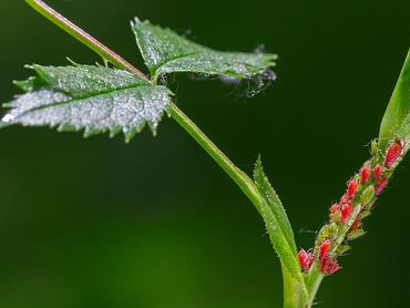 Red and green aphids / plant lice (Aphidoidea) on plant. (Photo by: Arterra/Universal Images Group via Getty Images)