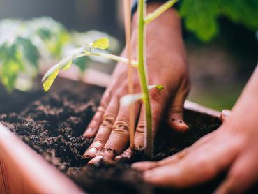 Woman planting a tomato plant.