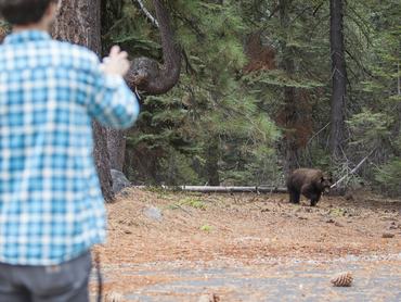 27-years-old man, tourist,  filming the young wild Black american bear in the forest in Yosemite National Park. California, USA, North America